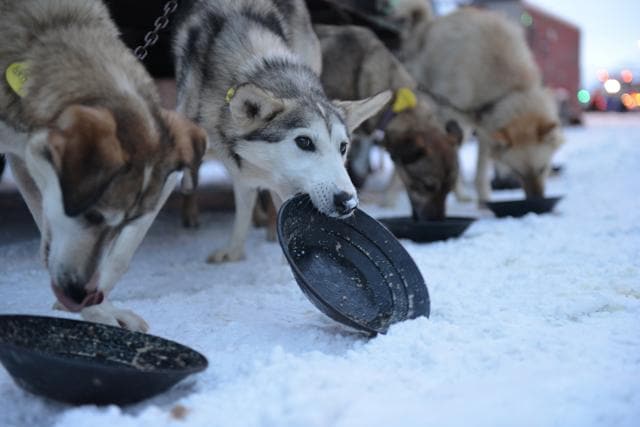 Musher Tim Muto's team starts with breakfast. (REUTERS) Musher Tim Muto's team starts with breakfast. (REUTERS)