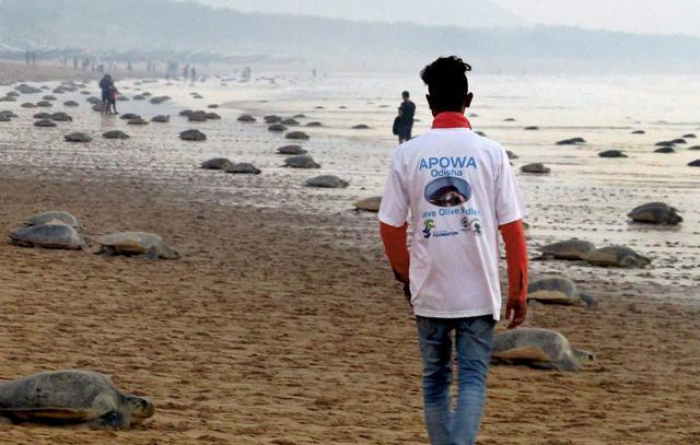 Trained volunteers identify vulnerable nests - which are too close to the water and risk being washed away - and relocate them to hatcheries. (PTI) Trained volunteers identify vulnerable nests - which are too close to the water and risk being washed away - and relocate them to hatcheries. (PTI)