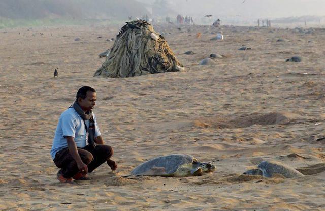 A local volunteer looks over as Olive Ridley sea turtles arrive at Rushikulya beach for the annual mass nesting, in Odisha. (PTI) A local volunteer looks over as Olive Ridley sea turtles arrive at Rushikulya beach for the annual mass nesting, in Odisha. (PTI)