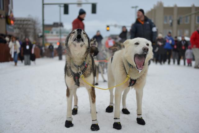 Mats Pettersson's lead dogs wait at the start line during the ceremonial start. (REUTERS) Mats Pettersson's lead dogs wait at the start line during the ceremonial start. (REUTERS)