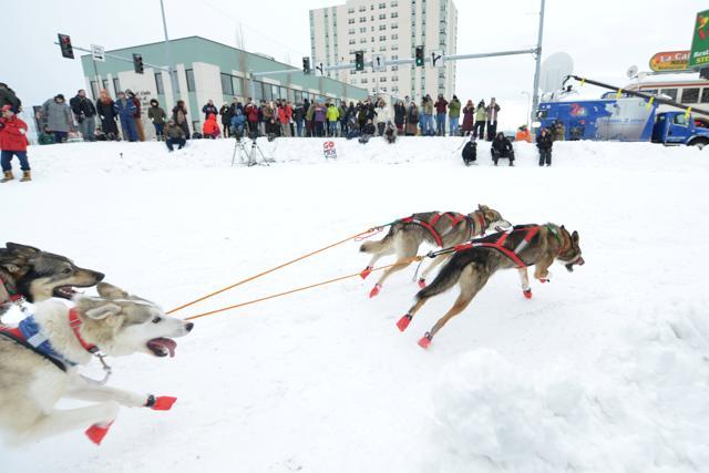 Tara Cicatello 's team rounds the corner of 4th and Cordova during the ceremonial start of the Iditarod dog sled race in Anchorage, Alaska. (REUTERS) Tara Cicatello 's team rounds the corner of 4th and Cordova during the ceremonial start of the Iditarod dog sled race in Anchorage, Alaska. (REUTERS)