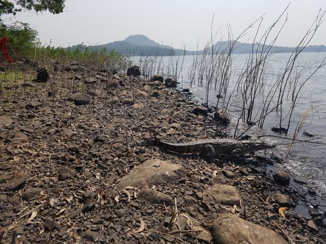 On Monday, the crocodile was released into its natural habitat. (Photo courtesy: RAWW)