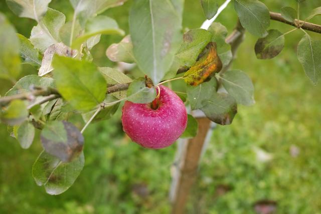 Apples have as many 50 different identifiers, including stem length, shape, size, colour and structure. (Getty Images/iStockphoto) Apples have as many 50 different identifiers, including stem length, shape, size, colour and structure. (Getty Images/iStockphoto)
