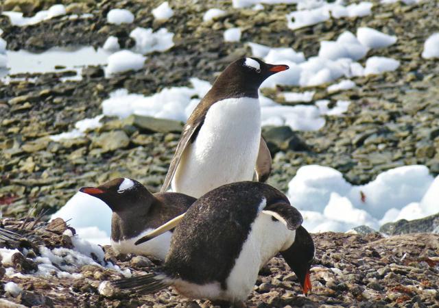 Penguins at Yankee Harbour on a pebble-laced beach (Suhel Seth ) Penguins at Yankee Harbour on a pebble-laced beach (Suhel Seth )