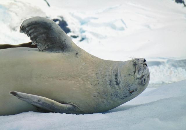 A relaxing elephant seal on an iceberg (Suhel Seth ) A relaxing elephant seal on an iceberg (Suhel Seth )