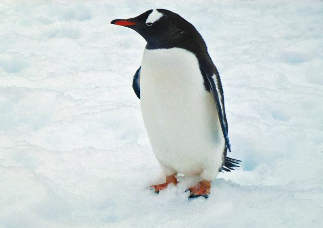 Penguin in deep thought at Paradise Bay (Seth Seth ) Penguin in deep thought at Paradise Bay (Seth Seth )