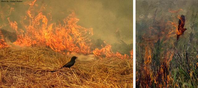 A Black drongo keeps a sharp eye for insects flushed by a stubble fire; (right) while another drongo escapes after plucking an insect from blazing reeds. (PHOTOS: VISHAL THAKUR & RAJKUMAR LAHIRI) A Black drongo keeps a sharp eye for insects flushed by a stubble fire; (right) while another drongo escapes after plucking an insect from blazing reeds. (PHOTOS: VISHAL THAKUR & RAJKUMAR LAHIRI)