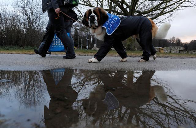 A woman with a Saint Bernard dog arrives for the first day of the Crufts Dog Show. (REUTERS) A woman with a Saint Bernard dog arrives for the first day of the Crufts Dog Show. (REUTERS)
