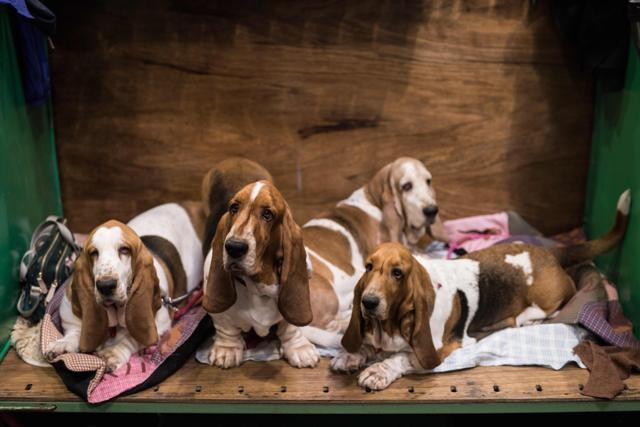 Basset Hounds relax in their pen on the second day of the Crufts dog show. (AFP) Basset Hounds relax in their pen on the second day of the Crufts dog show. (AFP)
