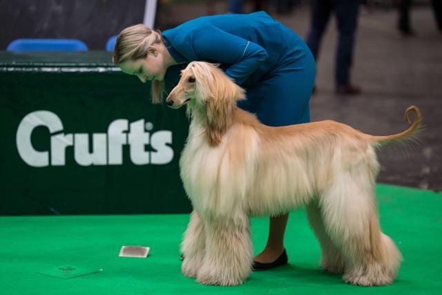 A woman prepares her Afghan Hound before the Crufts dog show. (AFP) A woman prepares her Afghan Hound before the Crufts dog show. (AFP)
