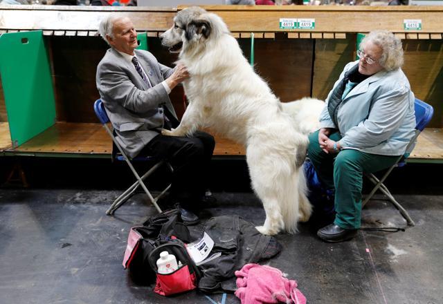 A man fusses his Pyrenees Mountain Dog during the first day of the Crufts Dog Show. (REUTERS) A man fusses his Pyrenees Mountain Dog during the first day of the Crufts Dog Show. (REUTERS)