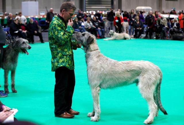 An Irish Wolfhound is shown during the second day of the Crufts Dog Show. (REUTERS) An Irish Wolfhound is shown during the second day of the Crufts Dog Show. (REUTERS)