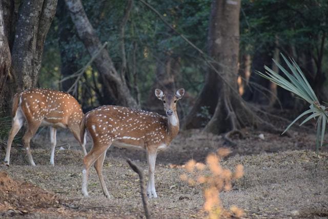 Spotted deer in the Sanjay Gandhi National Park in Mumbai. (Shutterstock) Spotted deer in the Sanjay Gandhi National Park in Mumbai. (Shutterstock)