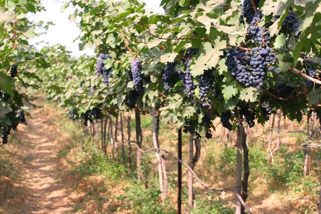 A pathway in the Sula vineyards. (Shutterstock)