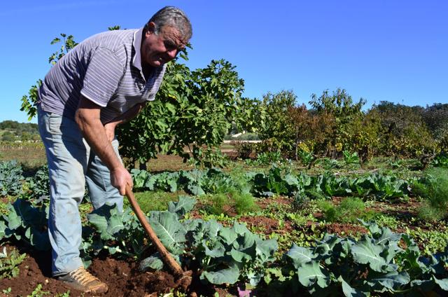 Onofrio Urso hoeing on a piece of land in Puglia's fertile Valle d'Itria in Italy where he grows a variety of vegetables and fruit. (Cain Burdeau via AP) Onofrio Urso hoeing on a piece of land in Puglia's fertile Valle d'Itria in Italy where he grows a variety of vegetables and fruit. (Cain Burdeau via AP)
