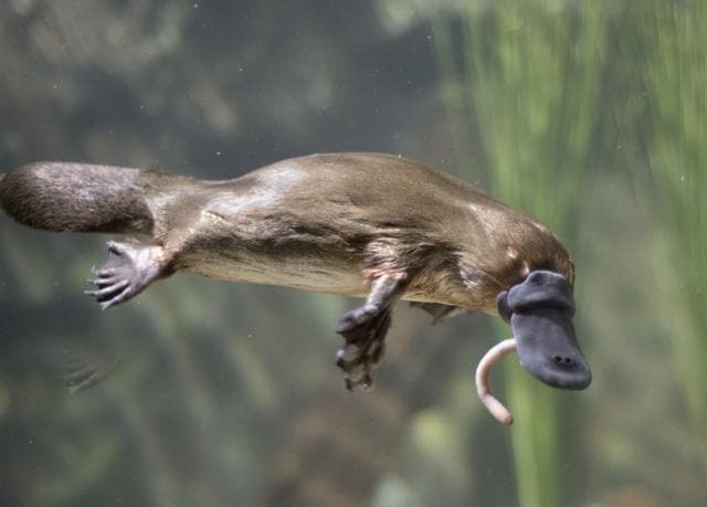 The duck-billed, egg-laying, beaver-tailed and venomous platypus has long exerted a powerful appeal to scientists, making it an important subject in the study of evolutionary biology. (Getty Images/iStockphoto) The duck-billed, egg-laying, beaver-tailed and venomous platypus has long exerted a powerful appeal to scientists, making it an important subject in the study of evolutionary biology. (Getty Images/iStockphoto)
