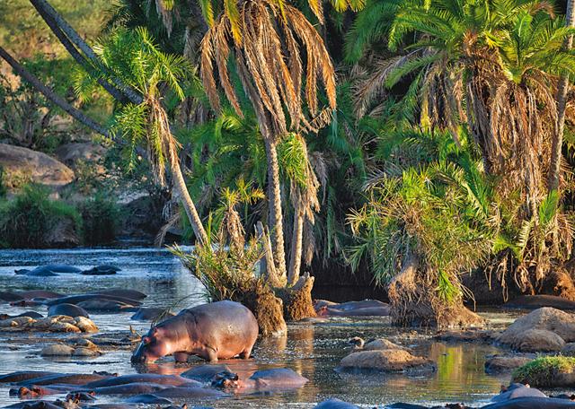 A pond full of hippos is quite a site to behold (iStock) A pond full of hippos is quite a site to behold (iStock)