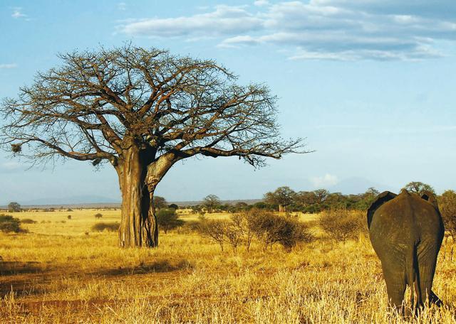 Adult elephants always walk at the front and end of their convoy, keeping younger elephants between them for safety (iStock) Adult elephants always walk at the front and end of their convoy, keeping younger elephants between them for safety (iStock)