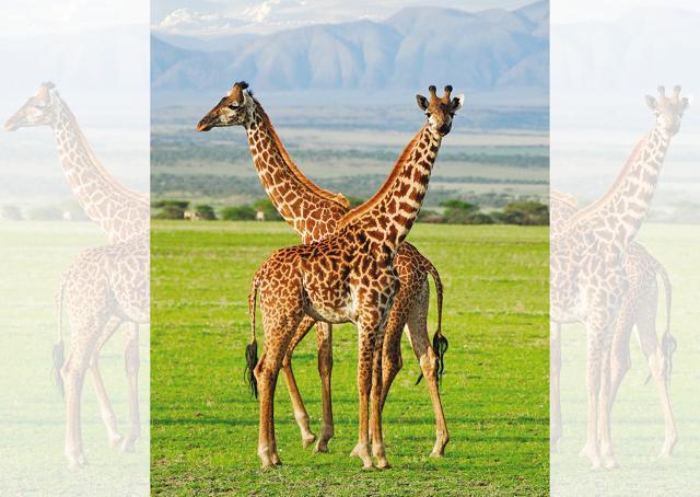 Creatures like hippos and giraffes make for great photo ops Creatures like hippos and giraffes make for great photo ops
