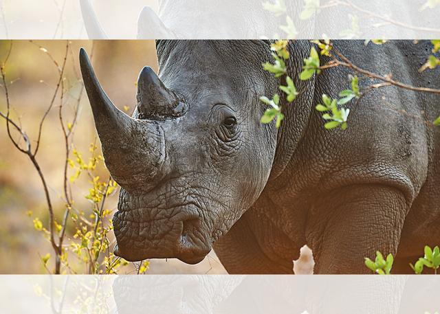 The fifth of The Big Five, rhinos, were hard to spot (iStock) The fifth of The Big Five, rhinos, were hard to spot (iStock)