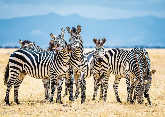 Tarangire National Park is where a lot of zebras can be spotted (iStock) Tarangire National Park is where a lot of zebras can be spotted (iStock)