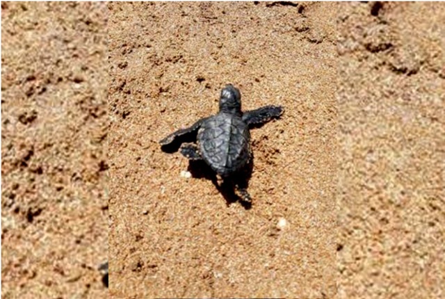Witnesses said around 80 hatchlings emerged from a three-feet-deep pit which was 30-35 metres from the shoreline. (Photo courtesy: Afroz Shah)