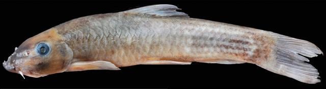 Garra biloborostris (HT Photo) Garra biloborostris (HT Photo)