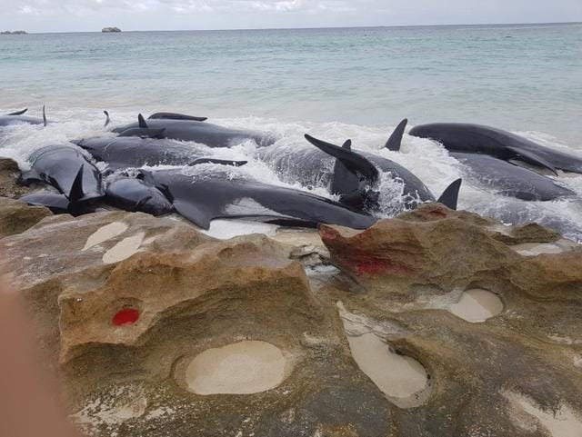 Stranded whales on the beach at Hamelin Bay in this picture obtained from social media. (REUTERS) Stranded whales on the beach at Hamelin Bay in this picture obtained from social media. (REUTERS)