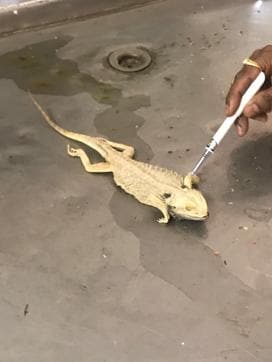 A dead central bearded dragon was found in the haul. (Picture courtesy: Assam Police) A dead central bearded dragon was found in the haul. (Picture courtesy: Assam Police)
