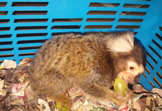 Marmoset (Picture courtesy: Assam Police) Marmoset (Picture courtesy: Assam Police)