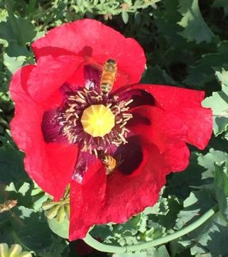 Honeybees on a Red poppy at Toor Farms. (PHOTO: Brigadier MPS BAJWA (retd))