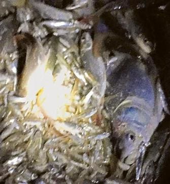 Fish netted at night from Mirzapur dam in Mohali district. (PHOTO: VIKRAM JIT SINGH)