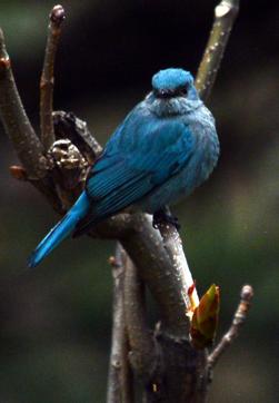 Himalayan Bluetail Himalayan Bluetail