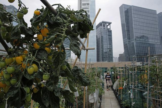 Tomatoes are planted at a rooftop vegetable garden of an industrial building. (AP) Tomatoes are planted at a rooftop vegetable garden of an industrial building. (AP)