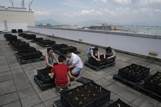 Airline staff members plant crops at a rooftop farm in the airline Cathay Pacific's headquarters near the city's airport on rural Lantau Island, in Hong Kong. (AP) Airline staff members plant crops at a rooftop farm in the airline Cathay Pacific's headquarters near the city's airport on rural Lantau Island, in Hong Kong. (AP)