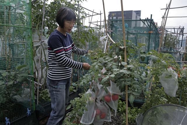 A farmer works at a rooftop vegetable garden of an industrial building. (AP) A farmer works at a rooftop vegetable garden of an industrial building. (AP)