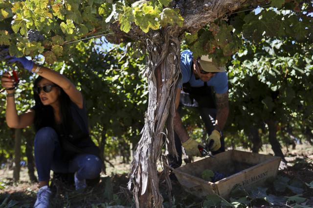 Tourists pick grapes from a tree that is over 100-years-old. Visitors pay up to $90 for the tour of Viu Manent, which includes rides on horse-drawn carriages or bikes in the pastures of the Colchagua Valley, one of Chile's best-known wine regions, as well as the grape-picking experience. (AP Photo/Esteban Felix) Tourists pick grapes from a tree that is over 100-years-old. Visitors pay up to $90 for the tour of Viu Manent, which includes rides on horse-drawn carriages or bikes in the pastures of the Colchagua Valley, one of Chile's best-known wine regions, as well as the grape-picking experience. (AP Photo/Esteban Felix)