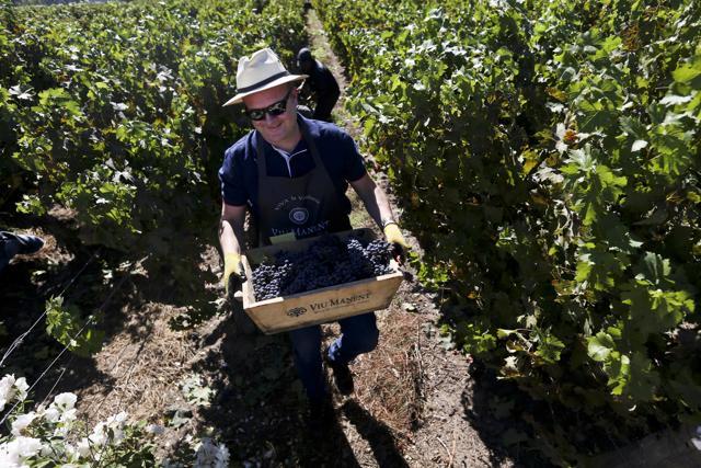 Danish tourist Jins Skuvrup carries his freshly cut grapes at Viu Manent vineyard. While paying tourists don't get to keep the grapes they pick, they are rewarded afterward with grilled steak, fermented grape juice, and a glass of Malbec. (AP Photo/Esteban Felix) Danish tourist Jins Skuvrup carries his freshly cut grapes at Viu Manent vineyard. While paying tourists don't get to keep the grapes they pick, they are rewarded afterward with grilled steak, fermented grape juice, and a glass of Malbec. (AP Photo/Esteban Felix)