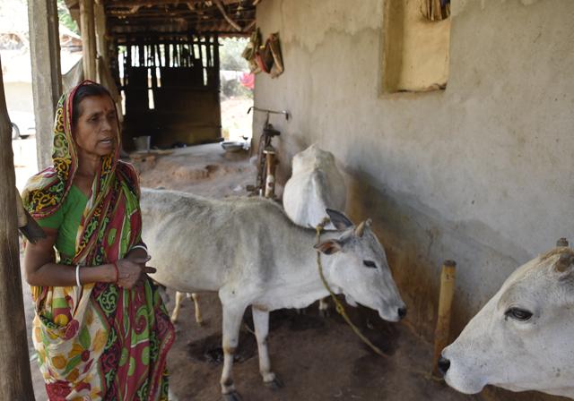 Villagers now keep their cows tethered indoors. They’ve been asked not to enter the forest until it’s caught. So they can’t collect sal leaves for sale, or firewood. Earnings have dipped. (Vipin Kumar / HT Photo)