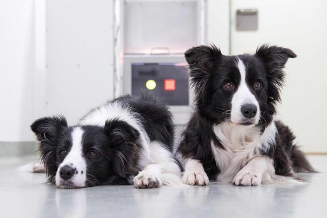 Border Collies Miley and Tiara are pictured during a touchscreen experiment. (AFP) Border Collies Miley and Tiara are pictured during a touchscreen experiment. (AFP)