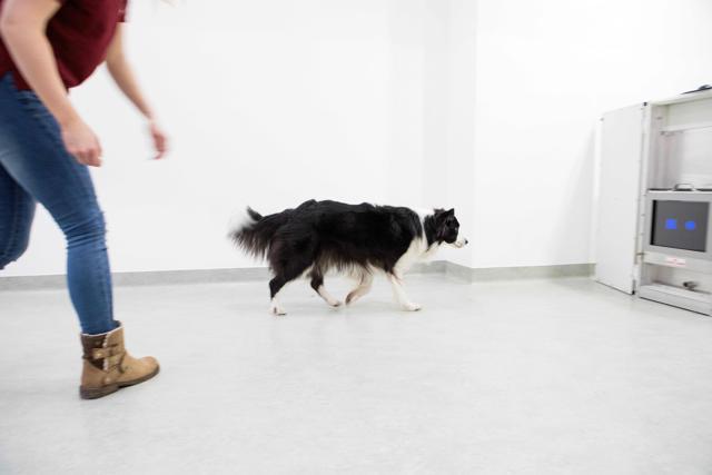 Research asisstant Alina Gaugg demonstrates a touchscreen experiment with a Border Collie at the University of Veterinary Medicine in Vienna. (AFP) Research asisstant Alina Gaugg demonstrates a touchscreen experiment with a Border Collie at the University of Veterinary Medicine in Vienna. (AFP)