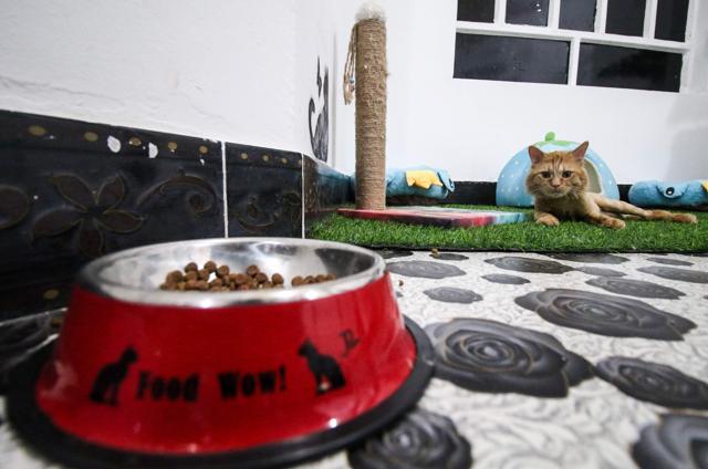 One of the resident cats at the cat hotel. (AFP) One of the resident cats at the cat hotel. (AFP)