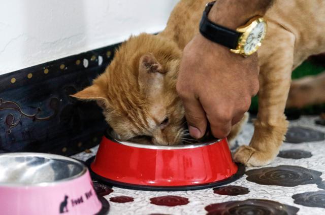 Ahmad Taher, a 24-year-old senior veterinary student, feeds a cat staying for short periods at the cat hotel. (AFP) Ahmad Taher, a 24-year-old senior veterinary student, feeds a cat staying for short periods at the cat hotel. (AFP)