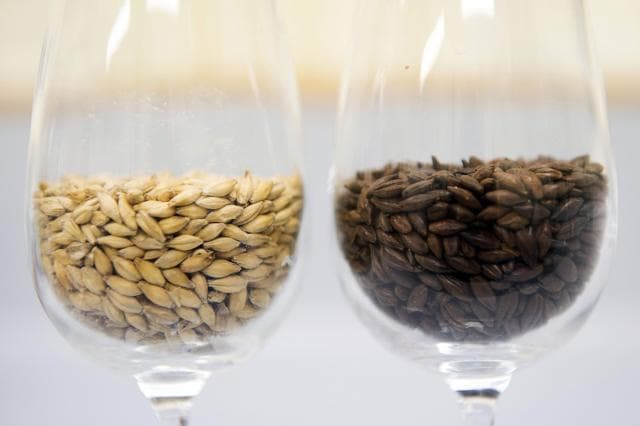 Varieties of barley are pictured at the International Centre for Brewing and Distilling which is based at Heriot-Watt University in Edinburgh, Scotland. (AFP PHOTO / ANDY BUCHANAN ) Varieties of barley are pictured at the International Centre for Brewing and Distilling which is based at Heriot-Watt University in Edinburgh, Scotland. (AFP PHOTO / ANDY BUCHANAN )