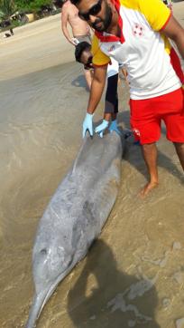 Citizen scientists are also collecting data on leopard sightings in buffer zones; some, like lifeguard Sameer Kankonkar from Goa, record details of dolphin beachings and turtle sightings. Citizen scientists are also collecting data on leopard sightings in buffer zones; some, like lifeguard Sameer Kankonkar from Goa, record details of dolphin beachings and turtle sightings.