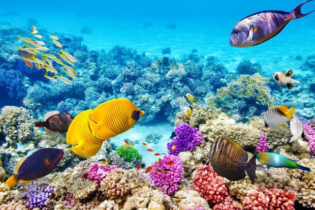 The underwater footage gives viewers a 360-degree look at dolphins, coral nurseries and even shipwrecks. (Shutterstock) The underwater footage gives viewers a 360-degree look at dolphins, coral nurseries and even shipwrecks. (Shutterstock)