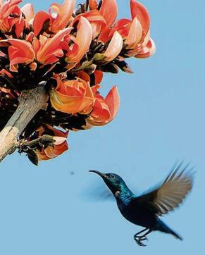 A male Purple sunbird eyes palash blooms at Saketri village. (DALVINDER SINGH) A male Purple sunbird eyes palash blooms at Saketri village. (DALVINDER SINGH)