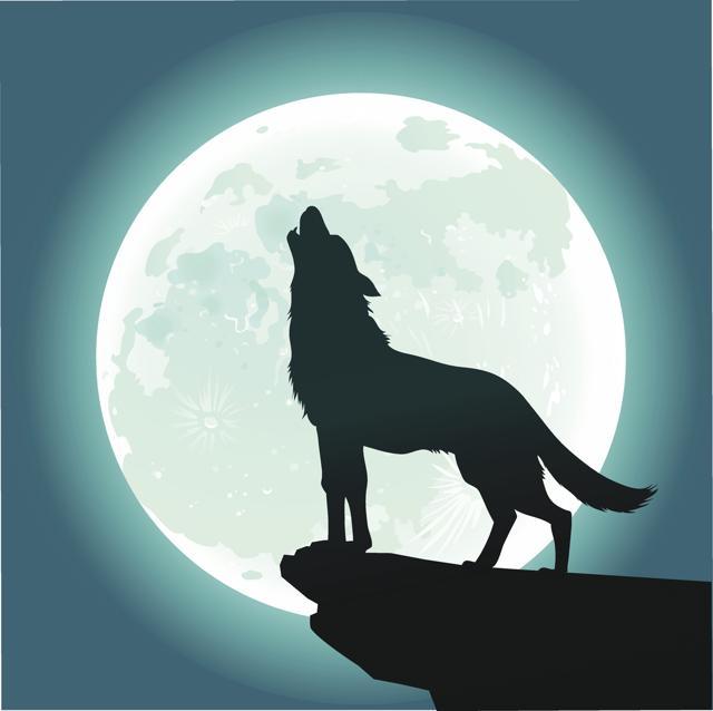 Wolves don’t howl at the moon, but to communicate with each other. (Getty Images)