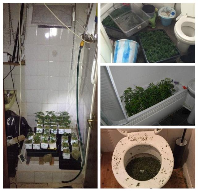 A bathtub filled with plants, individual plants grown in the shower and trays (Twitter)