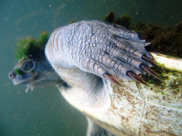 A Mary River Turtle swims in Queensland, Australia, in this 2008 photo obtained from social media. (REUTERS)